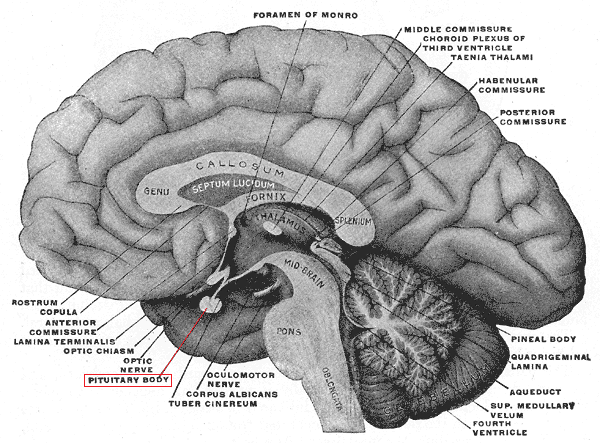 File:Pituitary.png