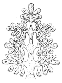 File:Root-Races tree.gif