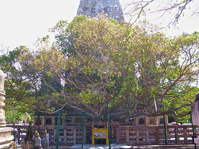 File:Bo tree at Bodh Gaya.jpg