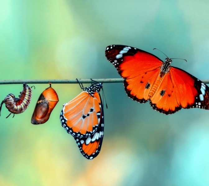 File:Butterfly life cycle.jpg