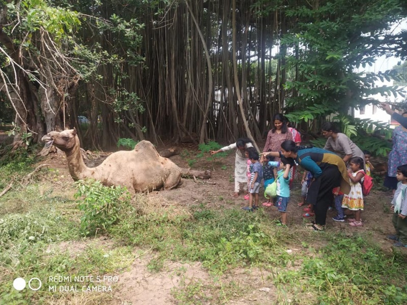 File:Visit from a camel.jpg
