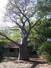 Árbol baobab