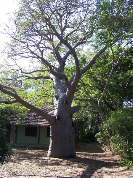 File:Baobab tree.jpg