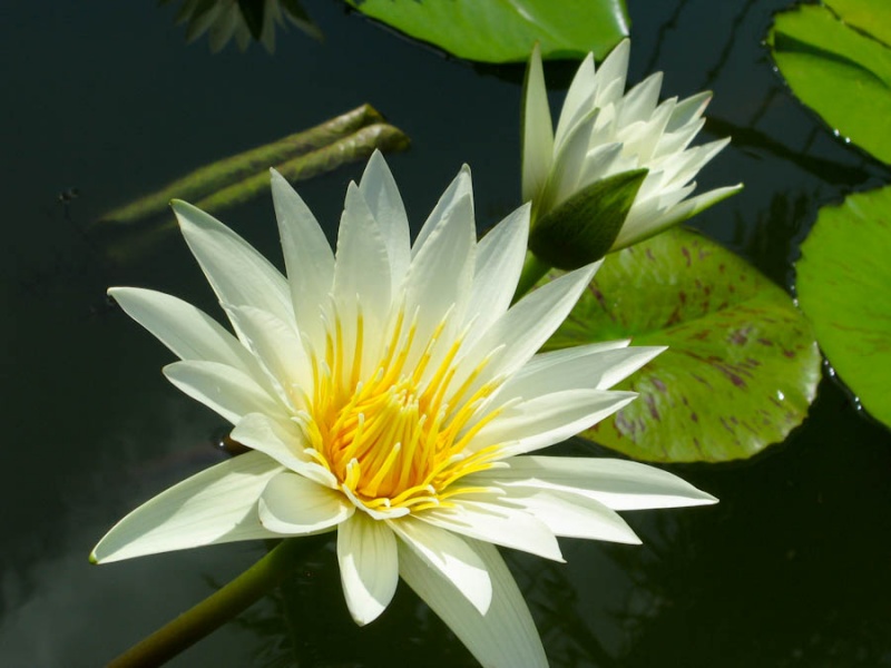 File:White Lotus.jpg