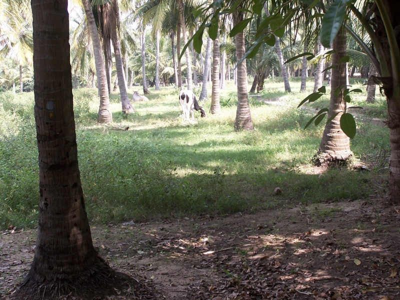 File:Cattle in palm grove.jpg