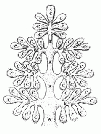 Root-Races tree.gif