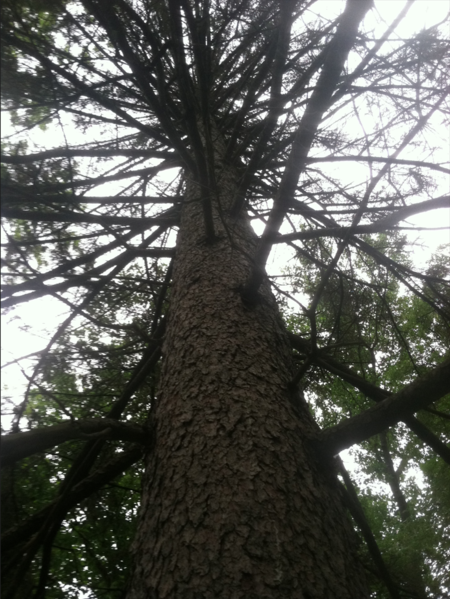 File:Annie Besant tree.png