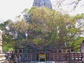 Bo tree at Bodh Gaya