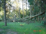 Tornado damage in woods.JPG