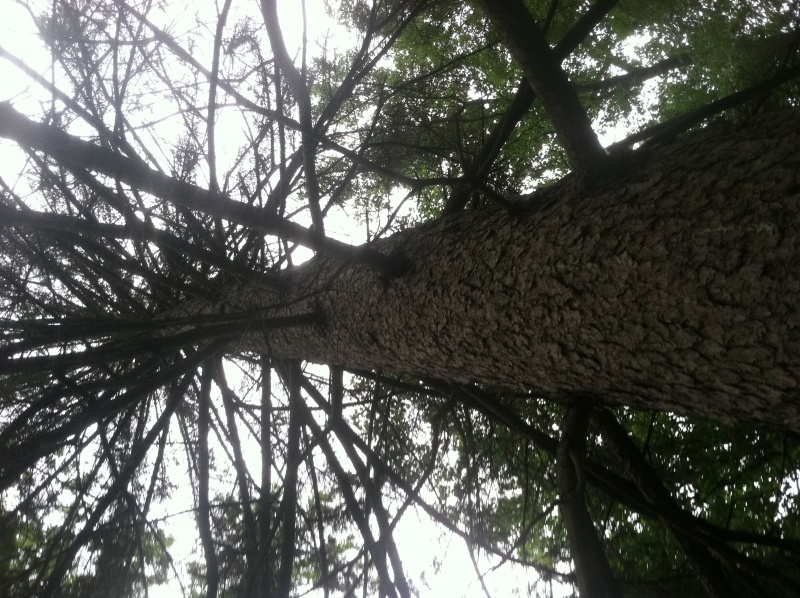 File:Annie Besant tree 1.JPG