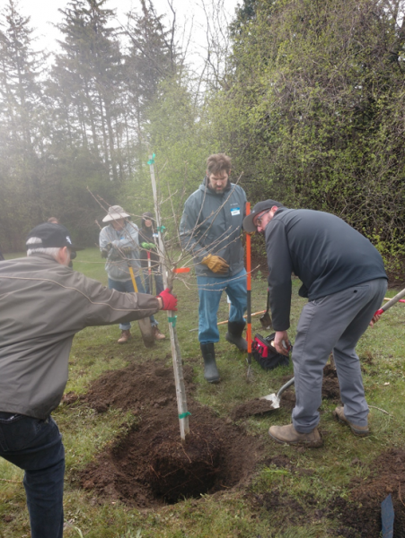 File:Planting Chikapin Oak.png