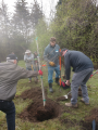 Planting Chikapin Oak.png