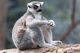 File:Lemur in comtemplative pose.jpg
