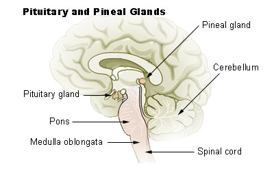 File:Pituitary and pineal glands.jpg