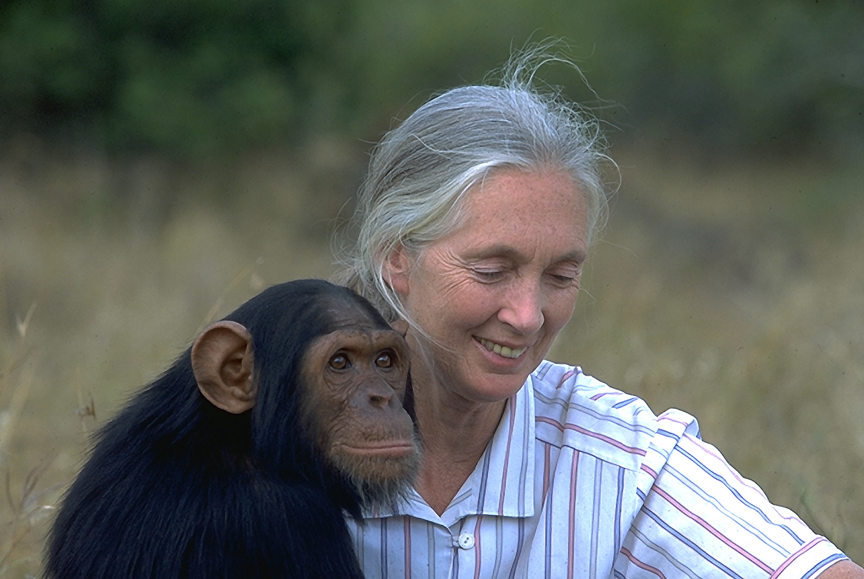 Годы жизни обезьяны. Джейн Лавик Гудолл. Джейн Гудолл и шимпанзе. Этолог Джейн Гудолл.. Джонни маймыл Джейн Гудолл.