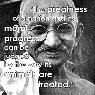 File:Gandhi animal rights.jpg