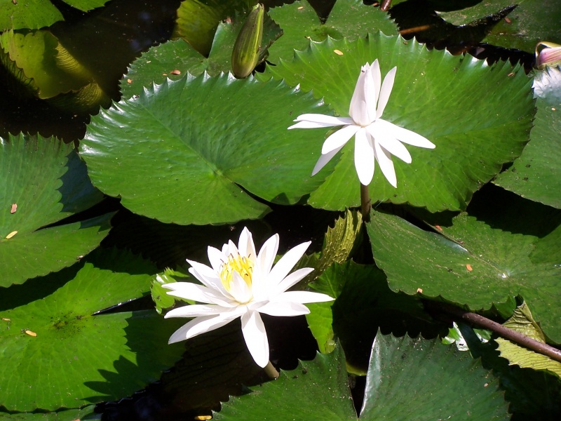 File:White lotus.JPG