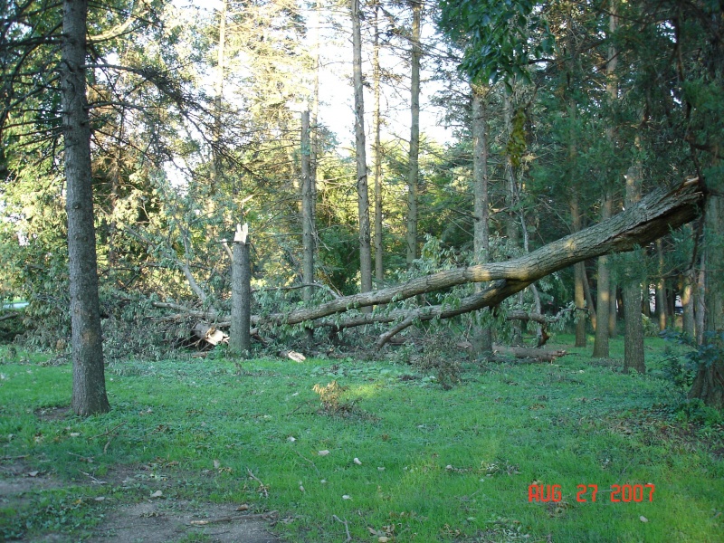 File:Tornado damage in woods.JPG