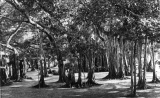 Árbol baniano, años 30